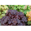 Żurawka 'Creole Nights' Heuchera