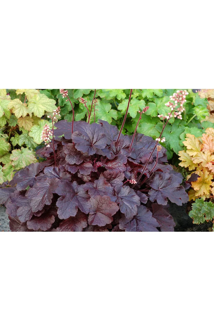 Żurawka 'Creole Nights' Heuchera