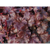 Żurawka 'Creole Nights' Heuchera