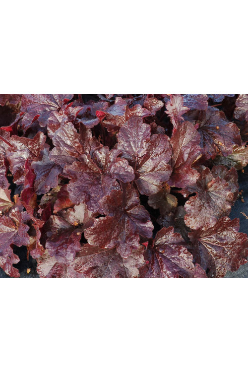 Żurawka 'Creole Nights' Heuchera