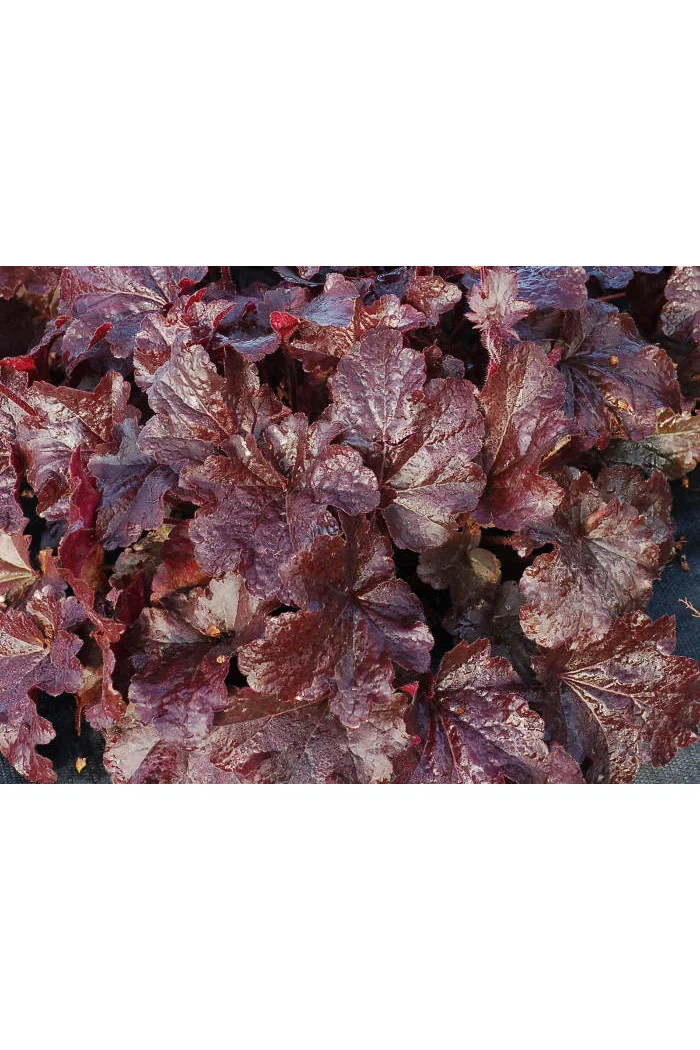Żurawka 'Creole Nights' Heuchera