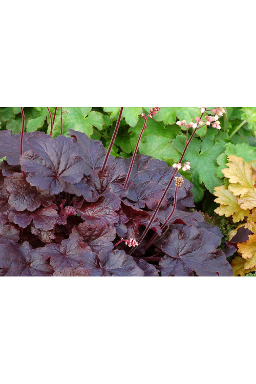 Żurawka 'Creole Nights' Heuchera