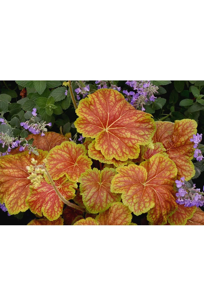 Żurawka 'Delta Dawn' | Heuchera