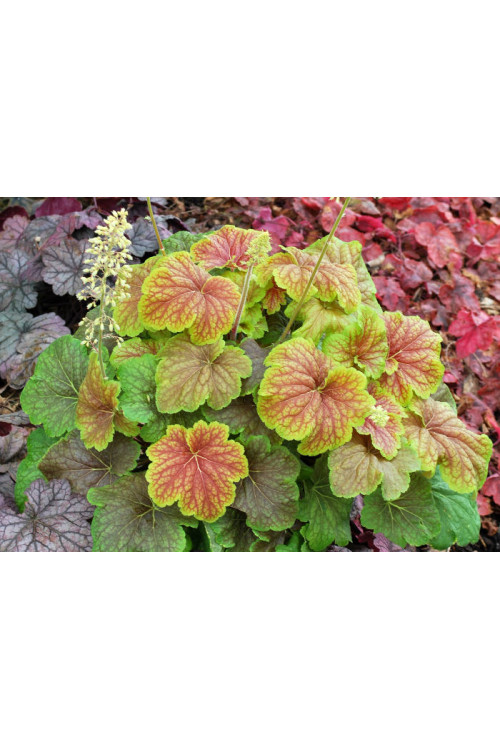 Żurawka 'Delta Dawn' | Heuchera