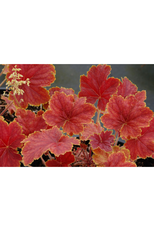 Żurawka 'Delta Dawn' | Heuchera