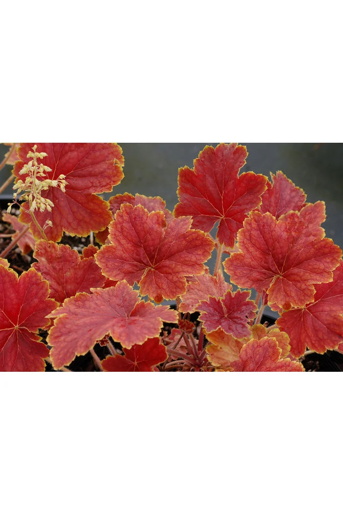 Żurawka 'Delta Dawn' | Heuchera