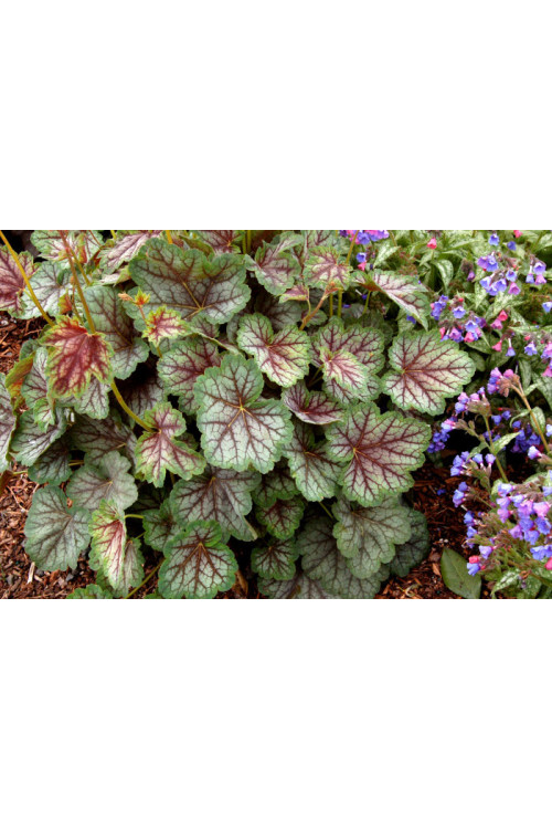 Żurawka 'Green Spice' Heuchera