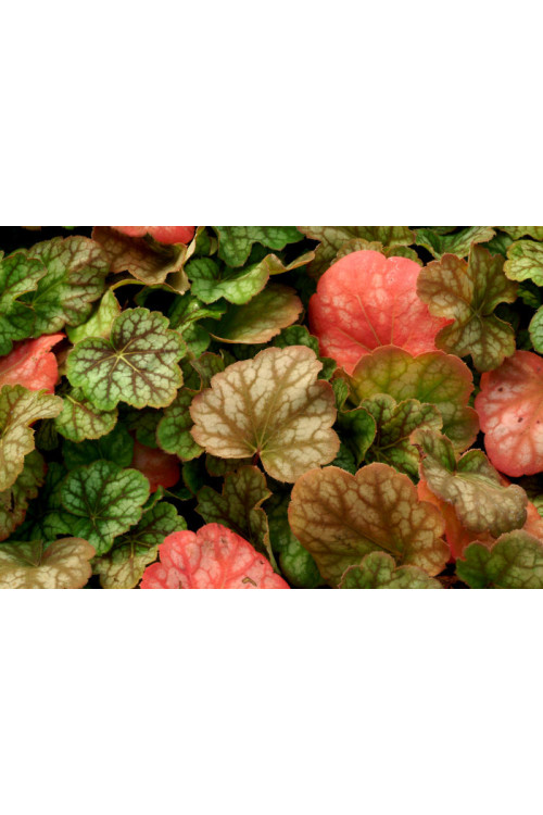 Żurawka 'Green Spice' Heuchera