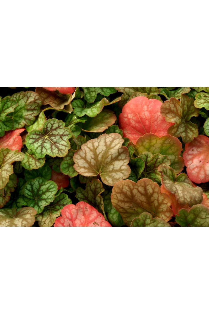 Żurawka 'Green Spice' Heuchera