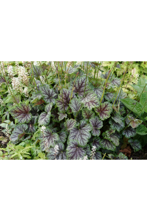 Żurawka 'Green Spice' Heuchera