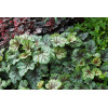 Żurawka 'Green Spice' Heuchera