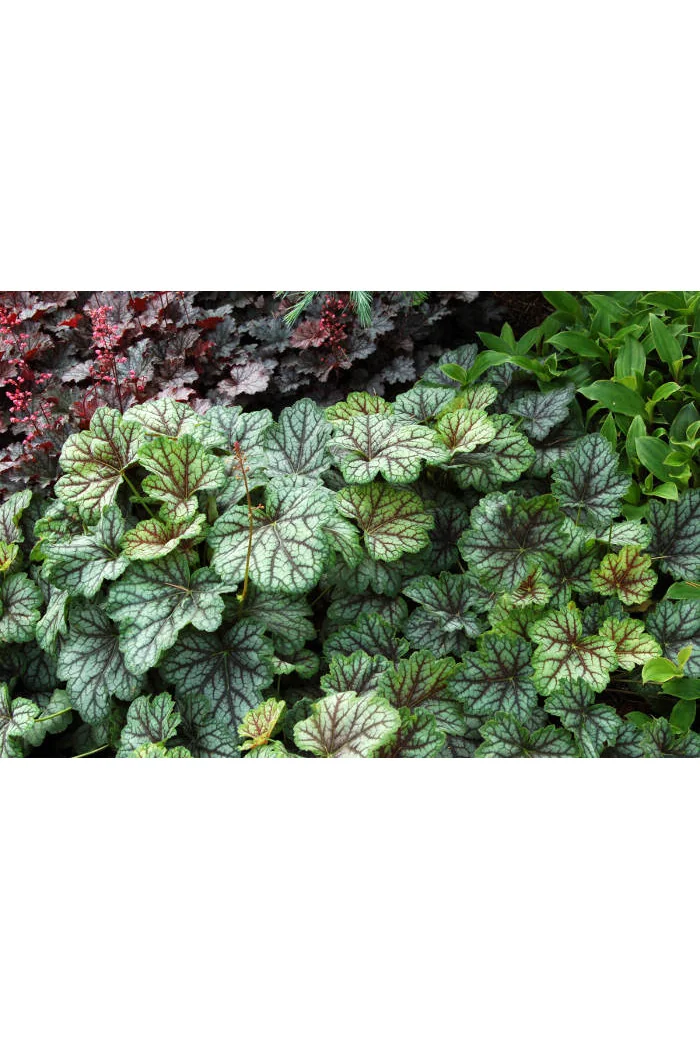 Żurawka 'Green Spice' Heuchera