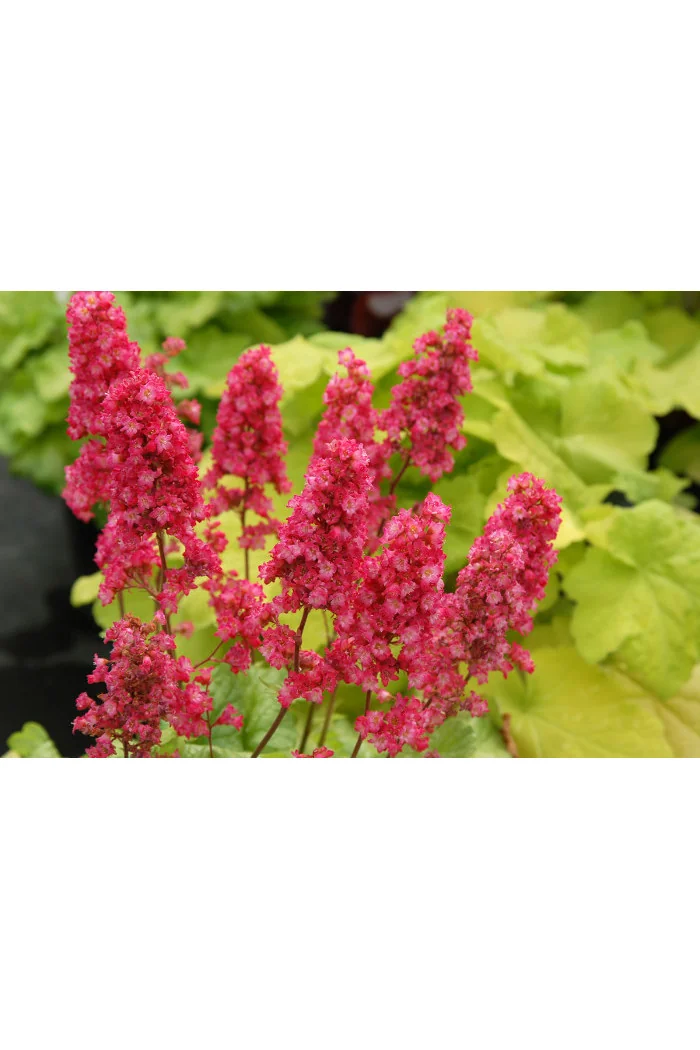 Żurawka 'Havana' Heuchera