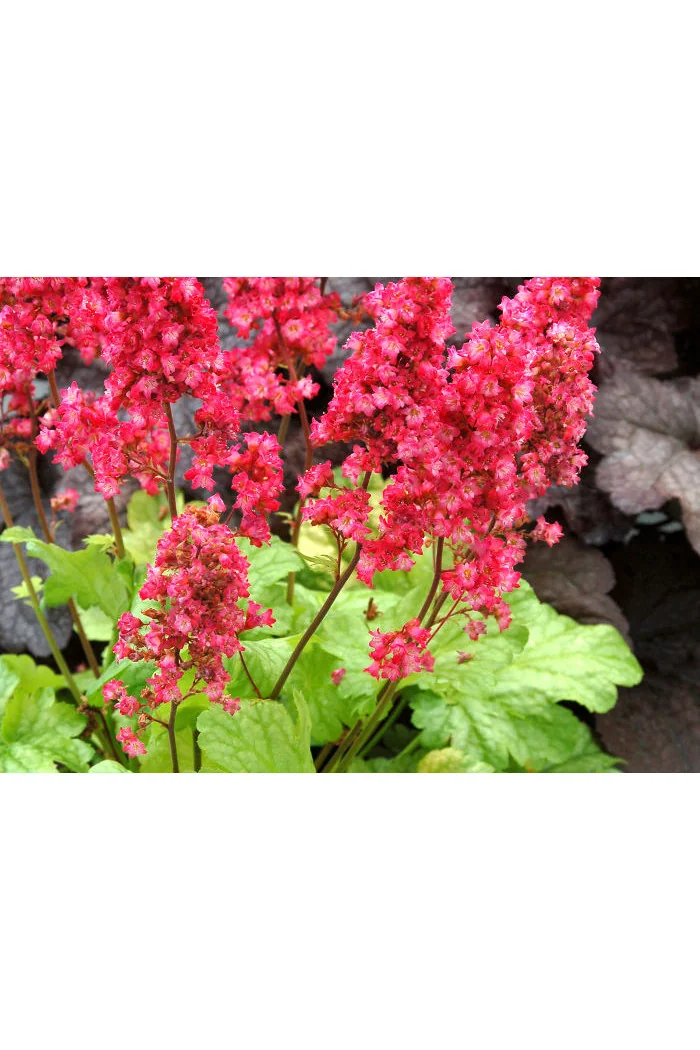 Żurawka 'Havana' Heuchera