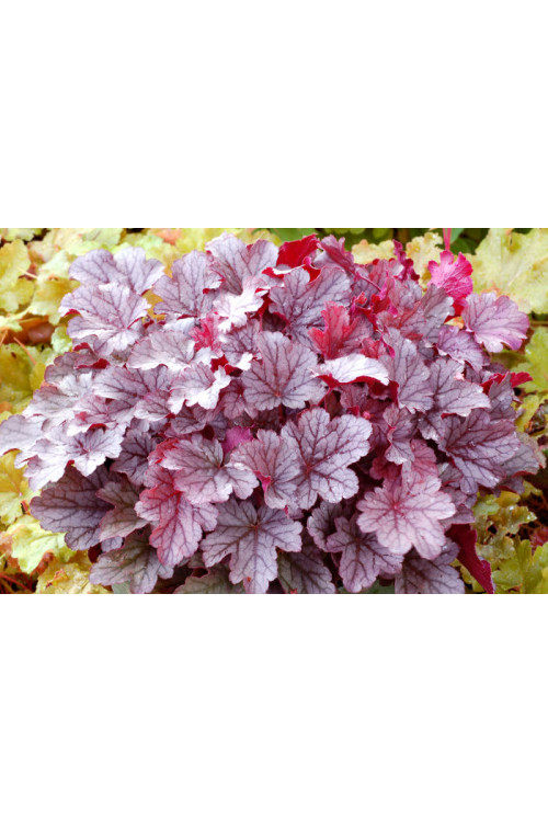 Żurawka 'Milan' | Heuchera