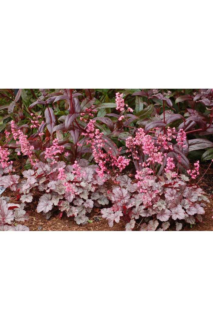 Żurawka 'Milan' | Heuchera