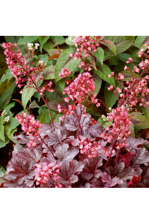 Żurawka 'Milan' | Heuchera