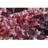 Żurawka 'Spellbound' | Heuchera