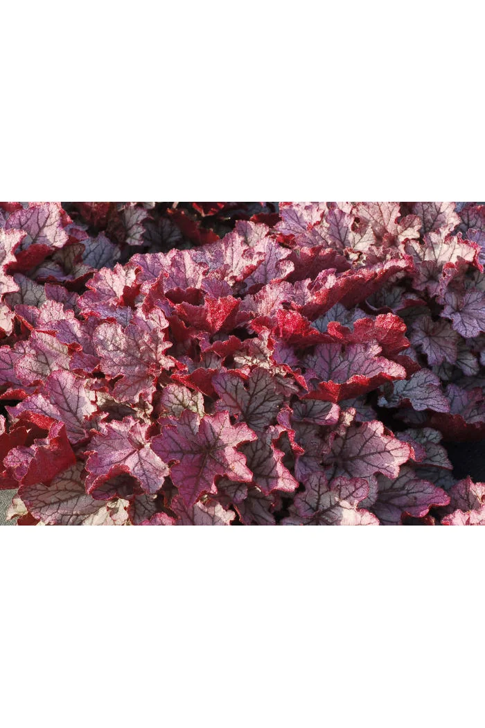 Żurawka 'Spellbound' | Heuchera