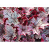 Żurawka 'Spellbound' | Heuchera