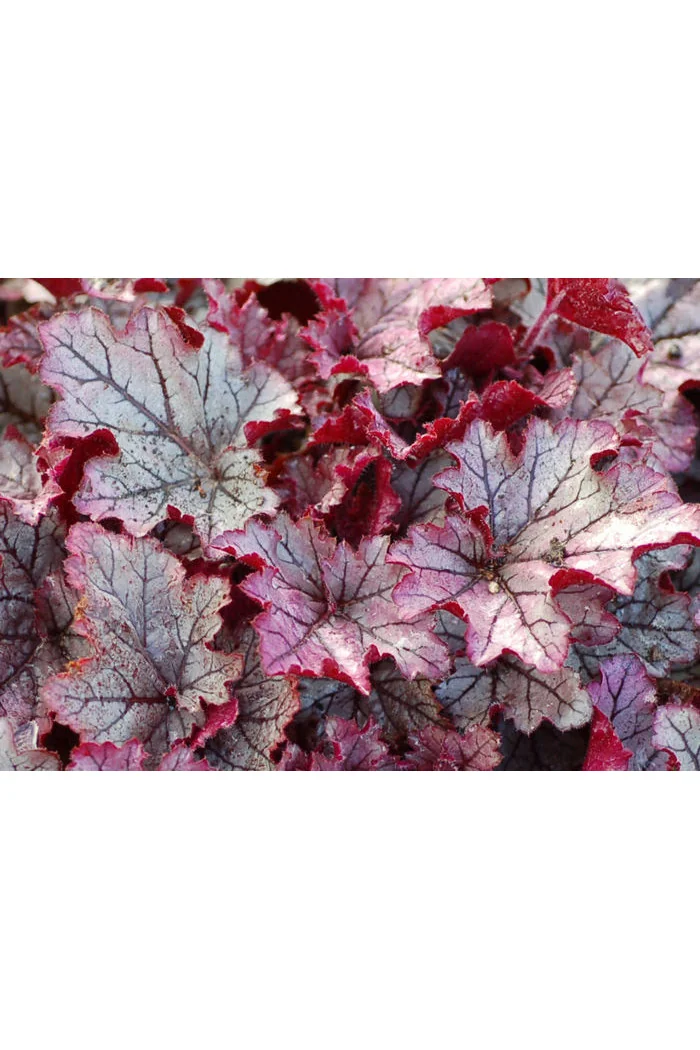 Żurawka 'Spellbound' | Heuchera