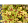 Żuraweczka (Żurawka) 'Alabama Sunrise' Heucherella