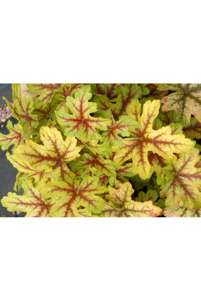 Żuraweczka (Żurawka) 'Alabama Sunrise' Heucherella