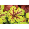 Żuraweczka (Żurawka) 'Alabama Sunrise' Heucherella