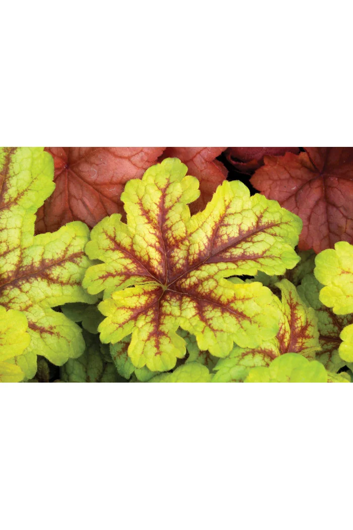 Żuraweczka (Żurawka) 'Alabama Sunrise' Heucherella