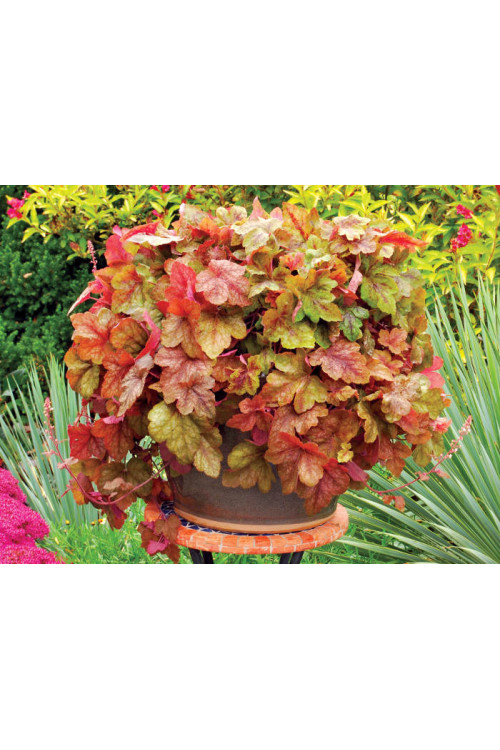 Żuraweczka (Żurawka) 'Redstone Falls' Heucherella