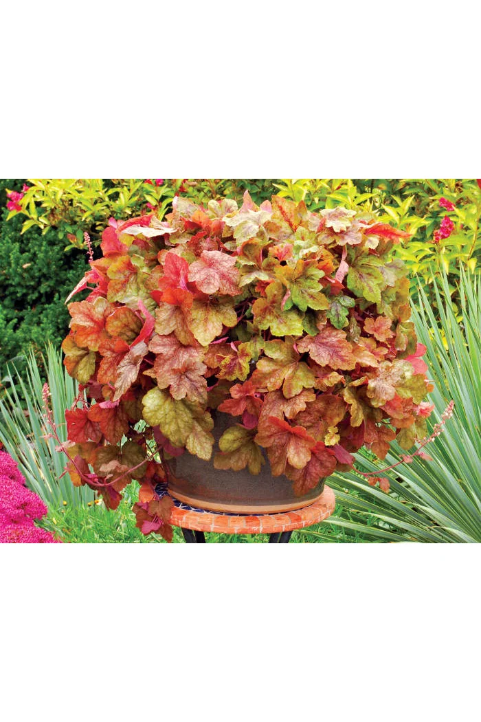 Żuraweczka (Żurawka) 'Redstone Falls' Heucherella