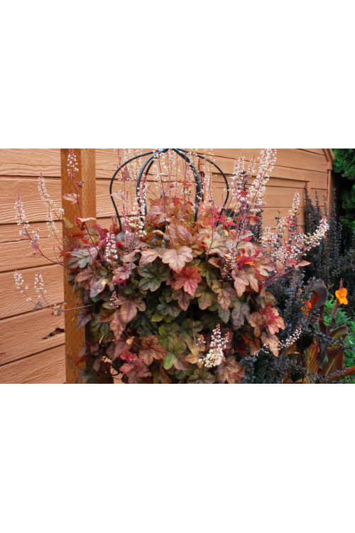 Żuraweczka (Żurawka) 'Redstone Falls' Heucherella