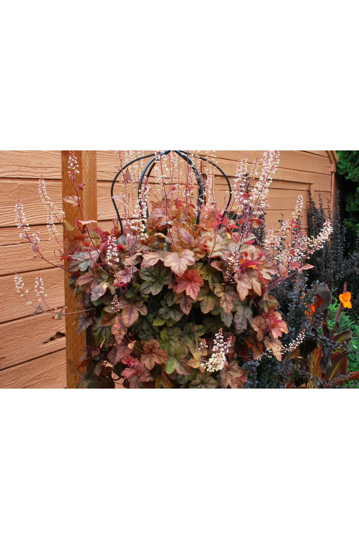 Żuraweczka (Żurawka) 'Redstone Falls' Heucherella