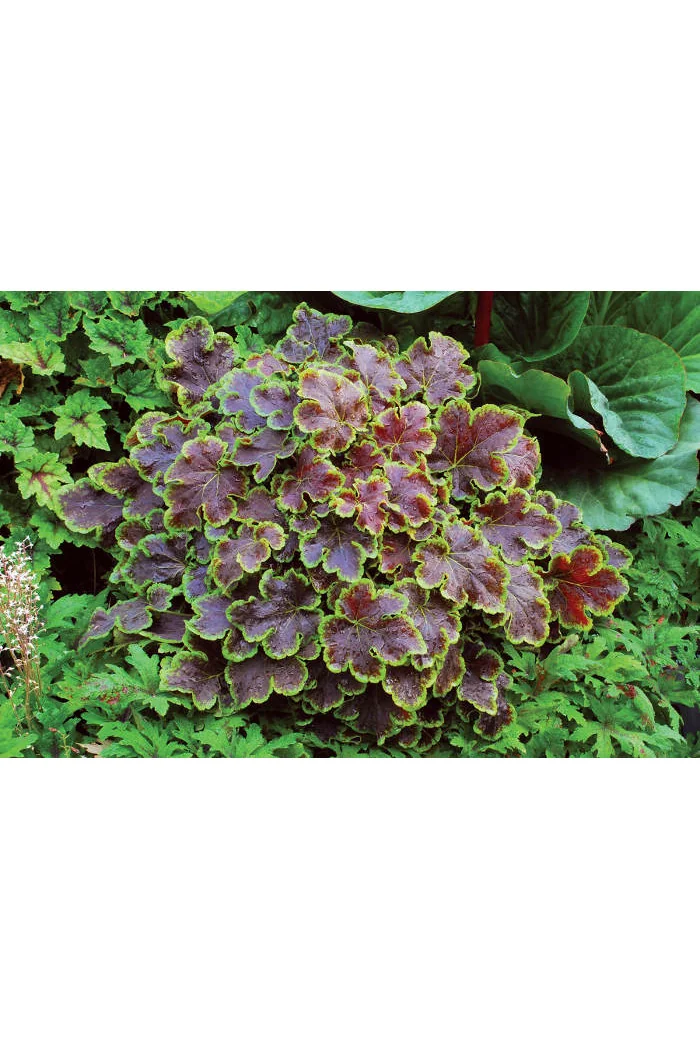 Żuraweczka (Żurawka) 'Solar Eclipse' | Heucherella