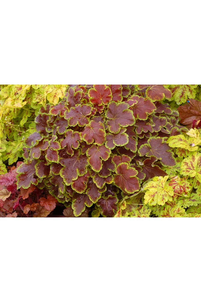 Żuraweczka (Żurawka) 'Solar Eclipse' | Heucherella