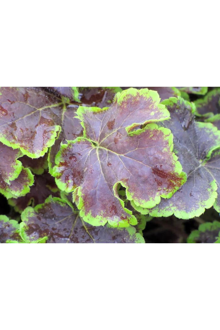 Żuraweczka (Żurawka) 'Solar Eclipse' | Heucherella