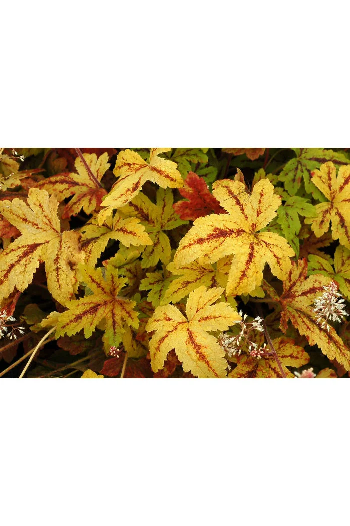 Żuraweczka (Żurawka) 'Sunrise Falls' Heucherella