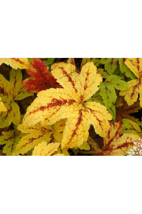 Żuraweczka (Żurawka) 'Sunrise Falls' Heucherella