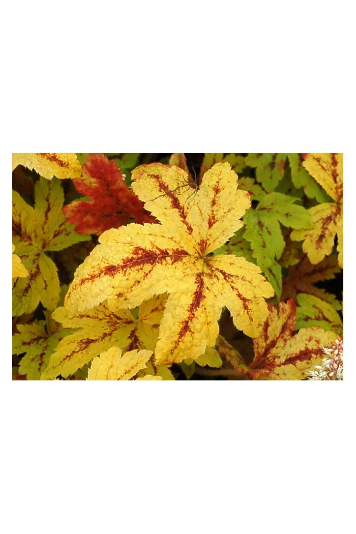 Żuraweczka (Żurawka) 'Sunrise Falls' Heucherella