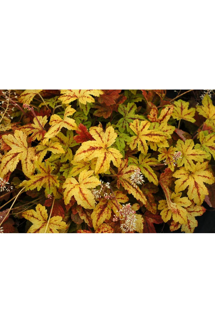 Żuraweczka (Żurawka) 'Sunrise Falls' Heucherella