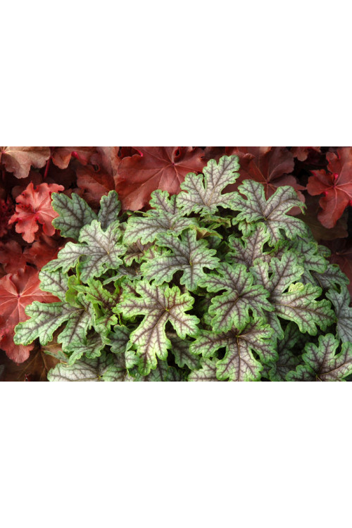 Żuraweczka (Żurawka) 'Tapestry' Heucherella