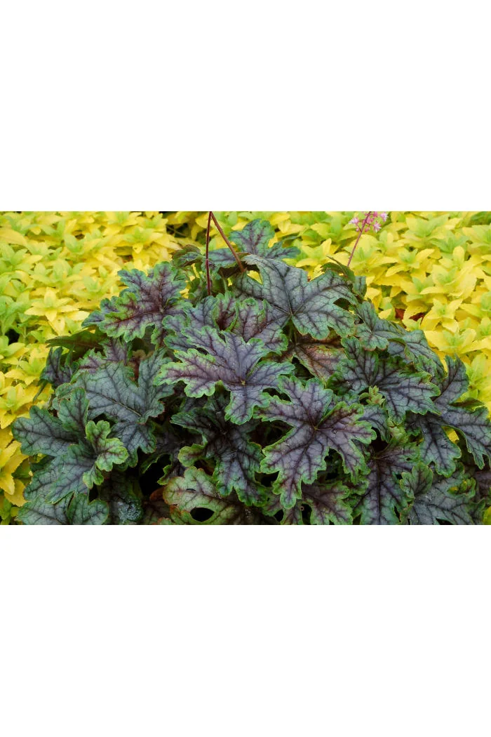 Żuraweczka (Żurawka) 'Tapestry' Heucherella