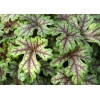 Żuraweczka (Żurawka) 'Tapestry' Heucherella