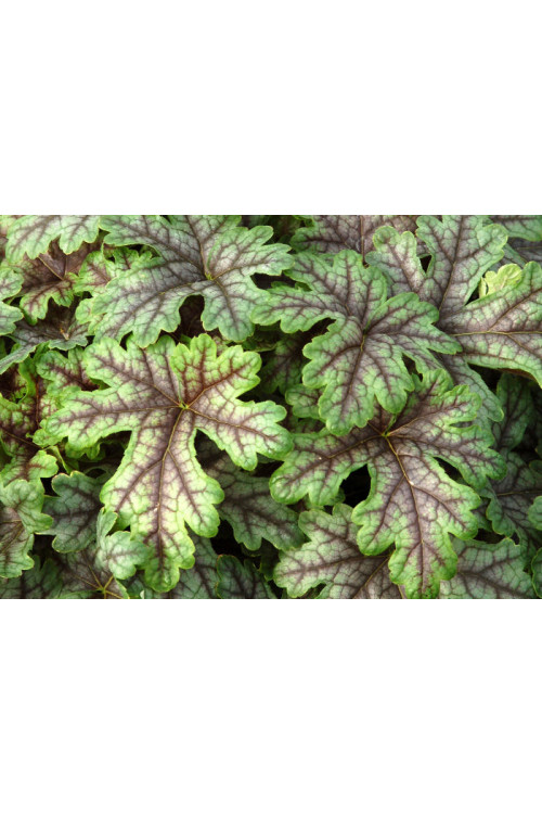 Żuraweczka (Żurawka) 'Tapestry' Heucherella