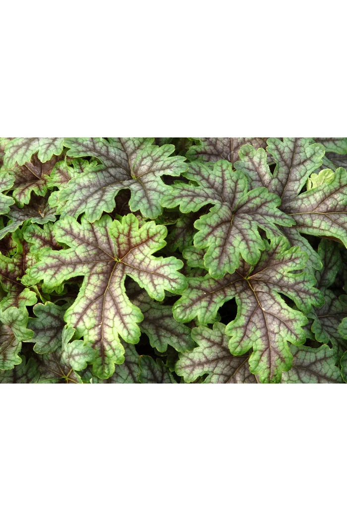 Żuraweczka (Żurawka) 'Tapestry' Heucherella