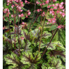 Żuraweczka (Żurawka) 'Tapestry' Heucherella