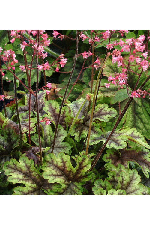 Żuraweczka (Żurawka) 'Tapestry' Heucherella