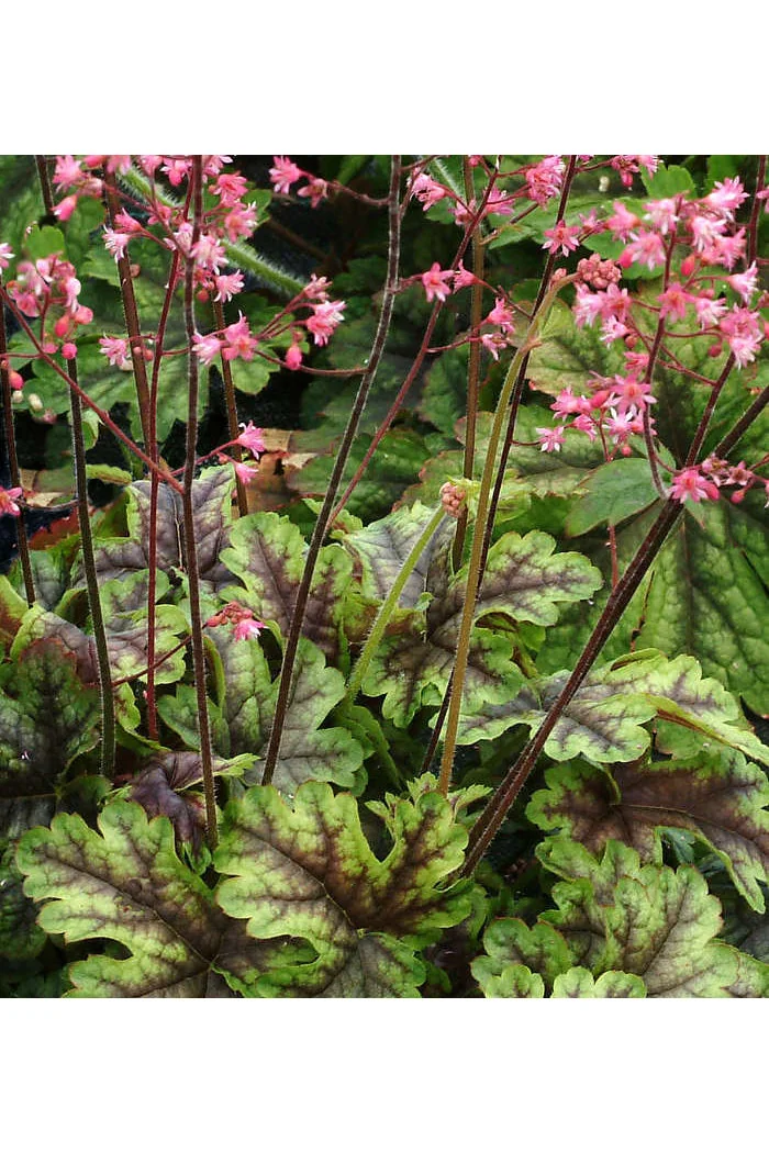 Żuraweczka (Żurawka) 'Tapestry' Heucherella