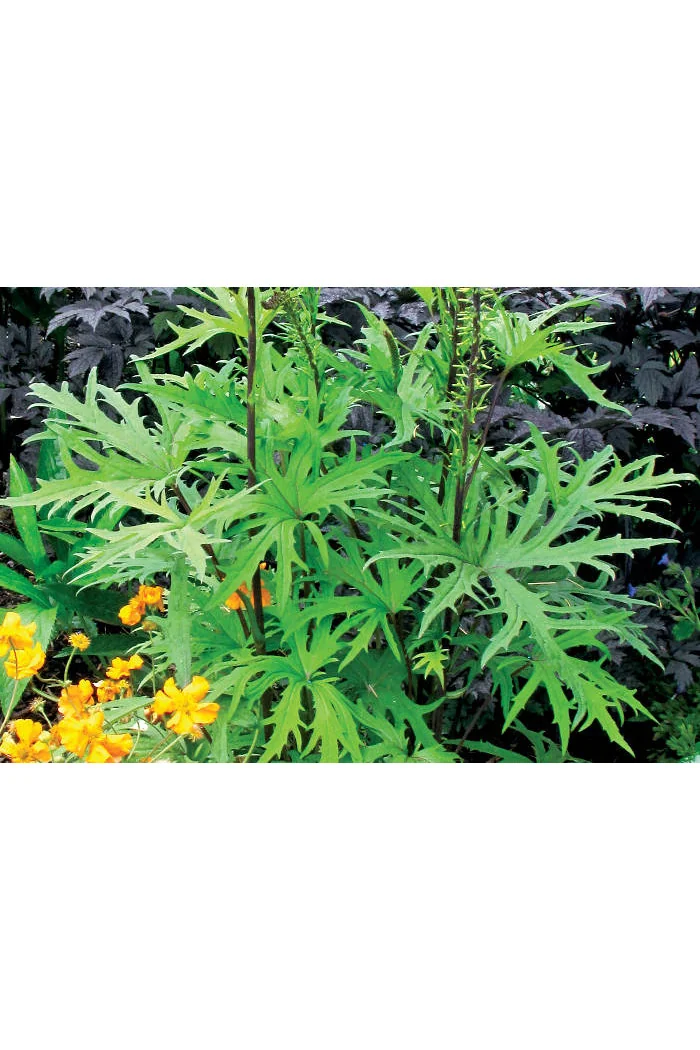 Języczka 'Dragon Wings' Ligularia