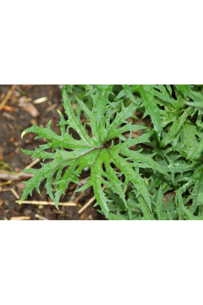 Języczka 'Dragon Wings' Ligularia